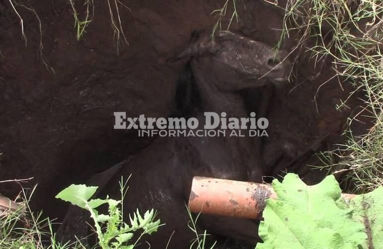 Imagen de Arroyo Seco: Dramático rescate de un caballo