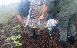 Imagen de Liberan a un ejemplar de yacar&eacute; "Negro"