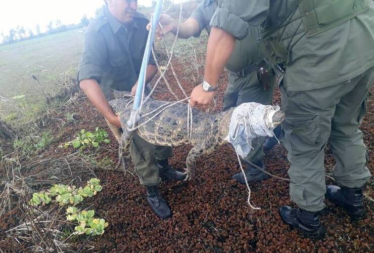 Imagen de Liberan a un ejemplar de yacaré "Negro"