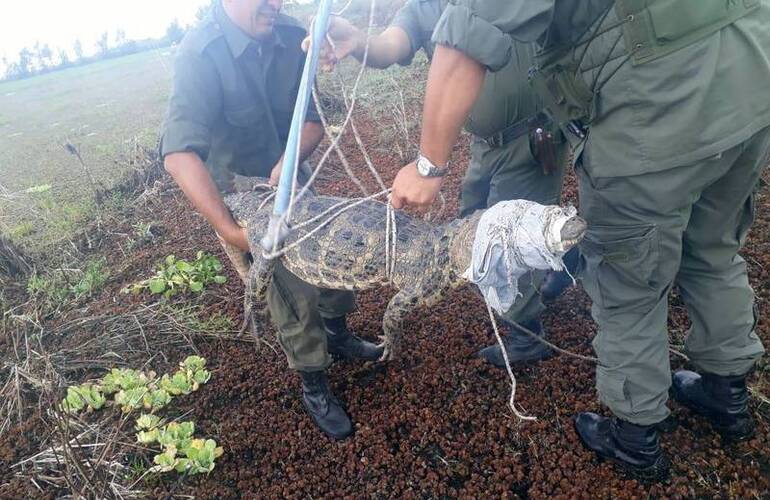 Imagen de Liberan a un ejemplar de yacaré "Negro"