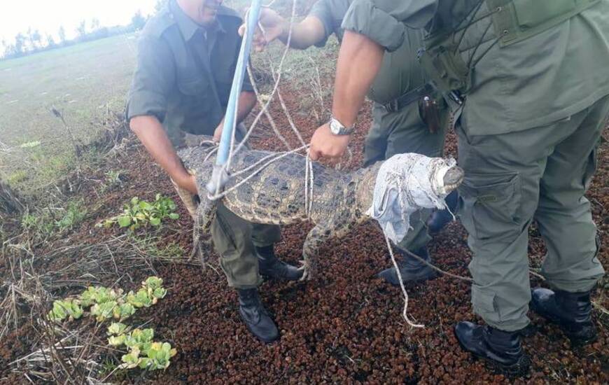 Imagen de Liberan a un ejemplar de yacar&eacute; "Negro"