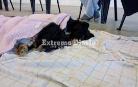 Imagen de Nueva jornada de castraci&oacute;n: 97 animales intervenidos