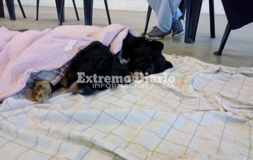 Imagen de Nueva jornada de castración: 97 animales intervenidos