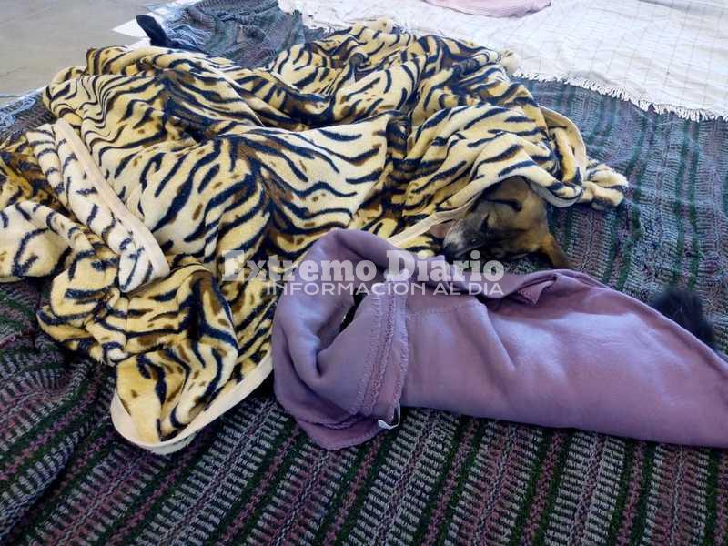 Imagen de Nueva jornada de castración: 97 animales intervenidos