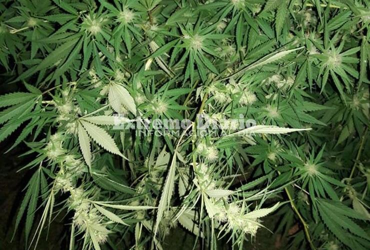 Imagen de Comando Radioeléctrico secuestró plantas de marihuana