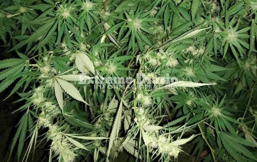 Imagen de Comando Radioel&eacute;ctrico secuestr&oacute; plantas de marihuana