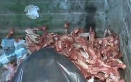 Imagen de Hallan alrededor de 30 esqueletos y cráneos de perros faenados en un contenedor