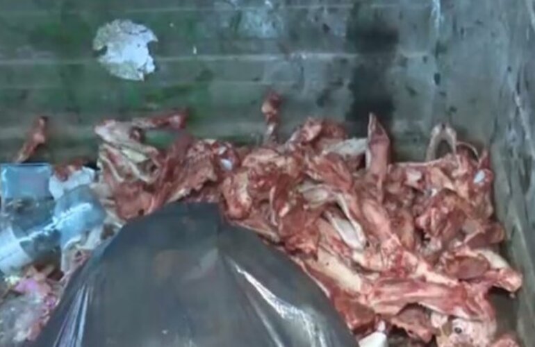 Imagen de Hallan alrededor de 30 esqueletos y cráneos de perros faenados en un contenedor