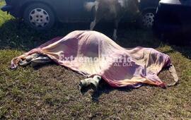 Imagen de Muri&oacute; porque le negaron atenci&oacute;n veterinaria