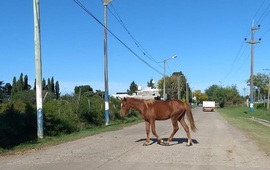 Imagen de #Ahora: Caballo suelto en calle An&iacute;bal Maffei