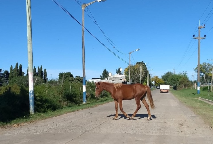 Imagen de #Ahora: Caballo suelto en calle Aníbal Maffei