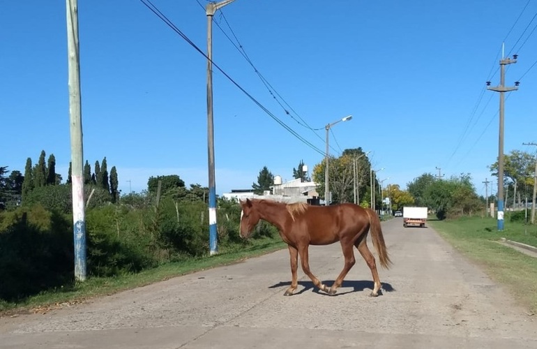 Imagen de #Ahora: Caballo suelto en calle Aníbal Maffei