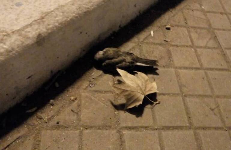 Imagen de ¿Qué les pasó?: Cantidad de golondrinas muertas en la plaza