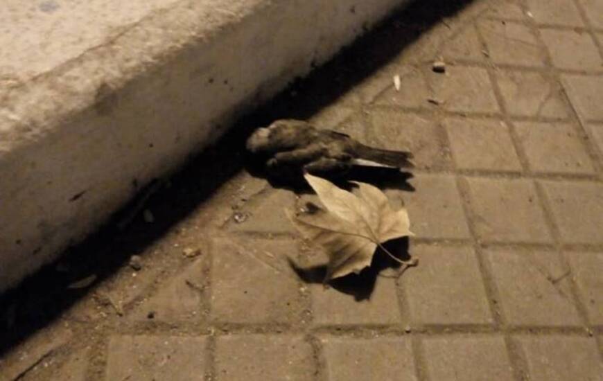 Imagen de &iquest;Qu&eacute; les pas&oacute;?: Cantidad de golondrinas muertas en la plaza