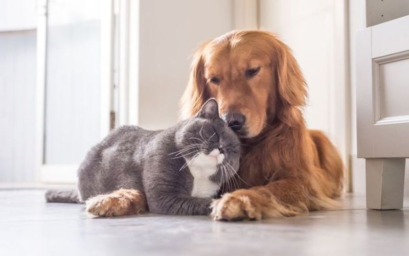 Imagen de &iquest;Por qu&eacute; el 29 de abril es el D&iacute;a del Animal?