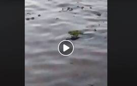 Imagen de Lo m&aacute;s visto: Un yacar&eacute; en la costa del Rowing