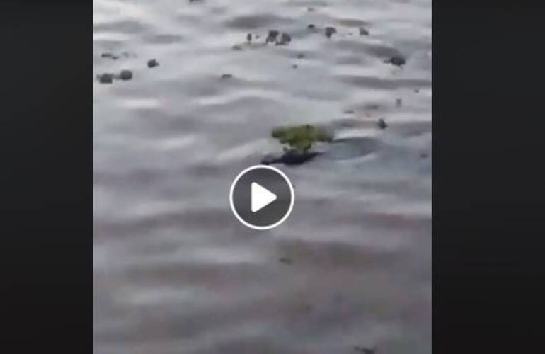 Imagen de Lo más visto: Un yacaré en la costa del Rowing