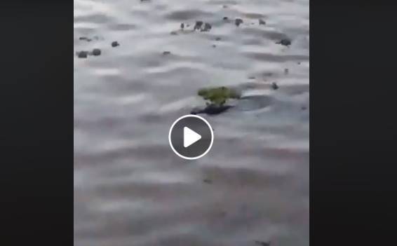 Imagen de Lo m&aacute;s visto: Un yacar&eacute; en la costa del Rowing