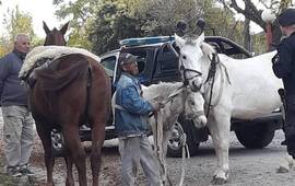 Imagen posteada esta tarde por una de las proteccionistas locales. Foto: Facebook