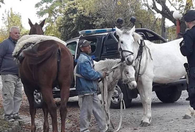Imagen posteada esta tarde por una de las proteccionistas locales. Foto: Facebook