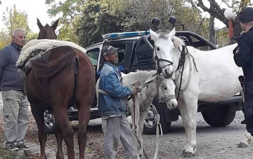 Imagen posteada esta tarde por una de las proteccionistas locales. Foto: Facebook