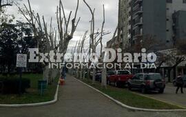 Imagen de Polémica poda en la Plaza 9 de Julio
