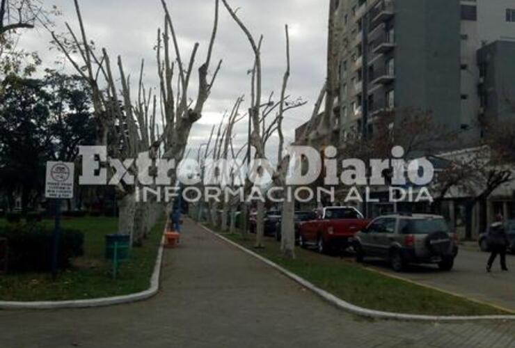 Imagen de Polémica poda en la Plaza 9 de Julio