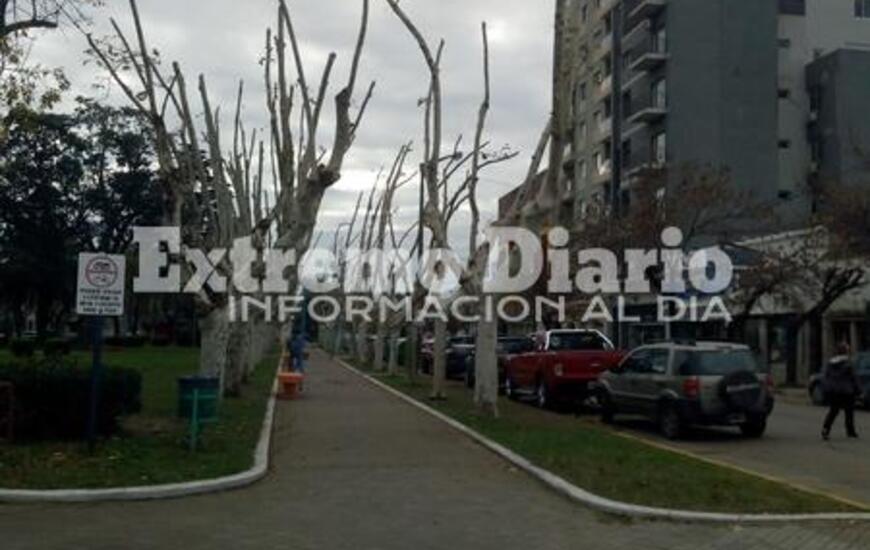Imagen de Polémica poda en la Plaza 9 de Julio