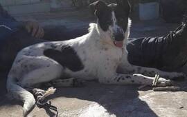 Imagen de Ella es Sirena, esta es su historia y ahora est&aacute; buscando una familia