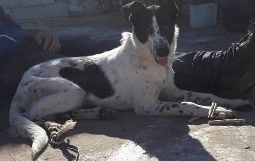 Imagen de Ella es Sirena, esta es su historia y ahora est&aacute; buscando una familia