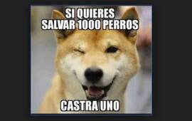 Imagen de Arroyo Seco: Nueva campa&ntilde;a de castraciones de perros y gatos