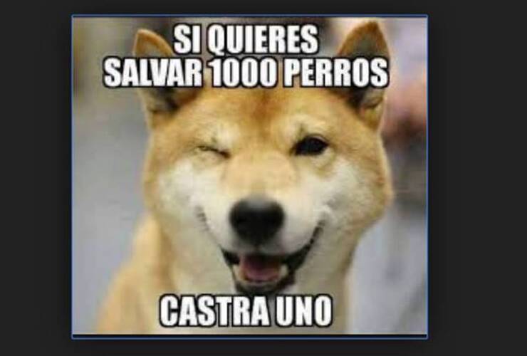 Imagen de Arroyo Seco: Nueva campaña de castraciones de perros y gatos