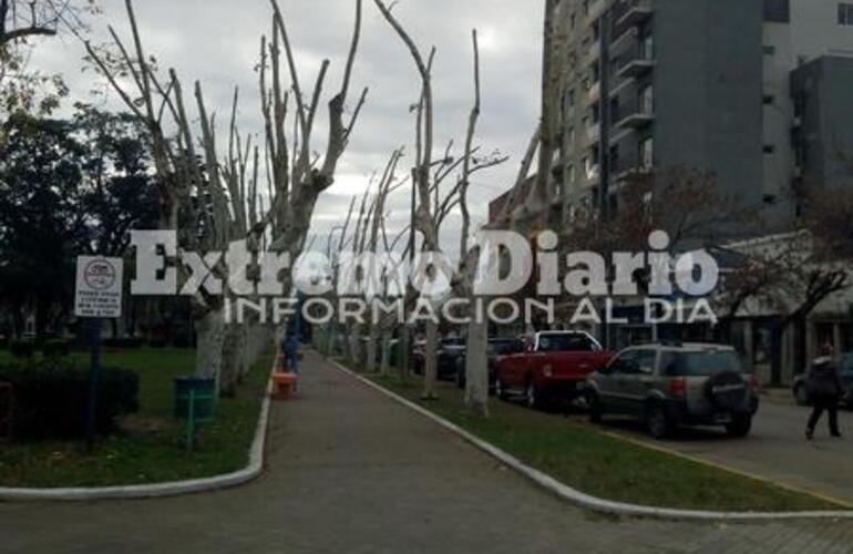 Imagen de Medio Ambiente multó a la Municipalidad por la poda en la Plaza 9 de Julio