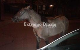 Imagen de Caballo secuestrado por Protecci&oacute;n Civil