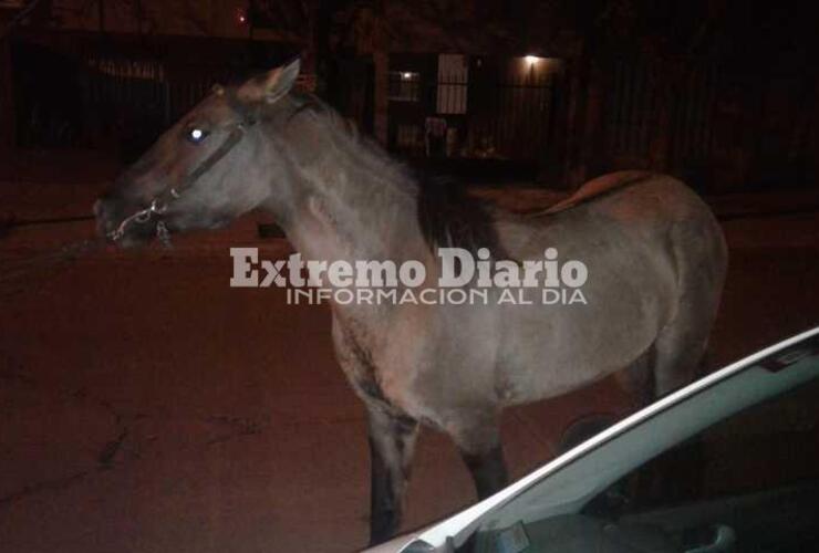 Imagen de Caballo secuestrado por Protección Civil