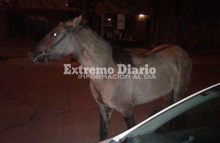 Imagen de Caballo secuestrado por Protección Civil