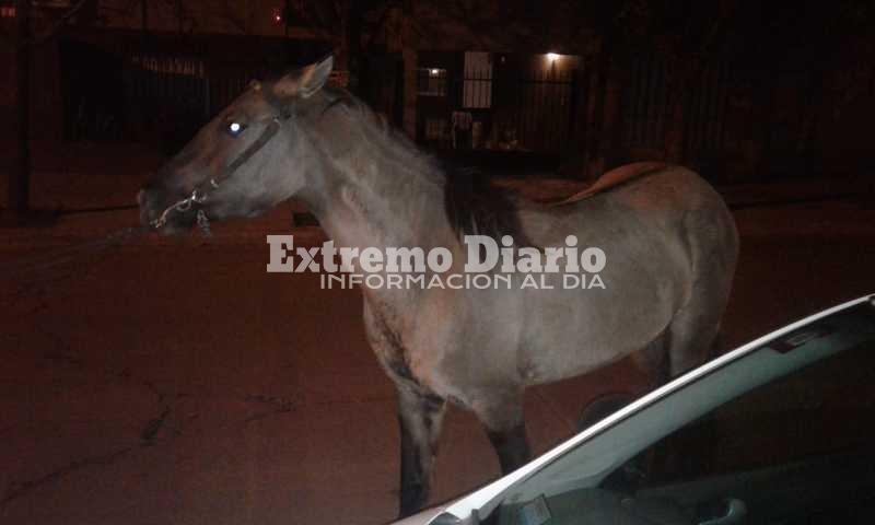 Imagen de Caballo secuestrado por Protecci&oacute;n Civil