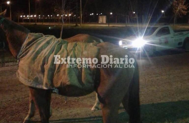 Imagen de Retienen a animales sueltos en la calle