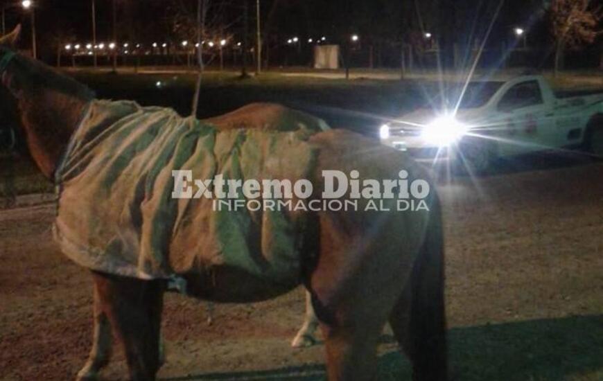 Imagen de Retienen a animales sueltos en la calle