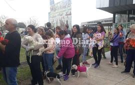 Imagen de Castraciones: Hoy se realizaron 80 cirug&iacute;as