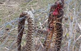 Imagen de Alerta en Tierra de Sue&ntilde;os