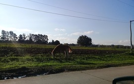Imagen de Otra vez: Caballo suelto en el camino al Rowing