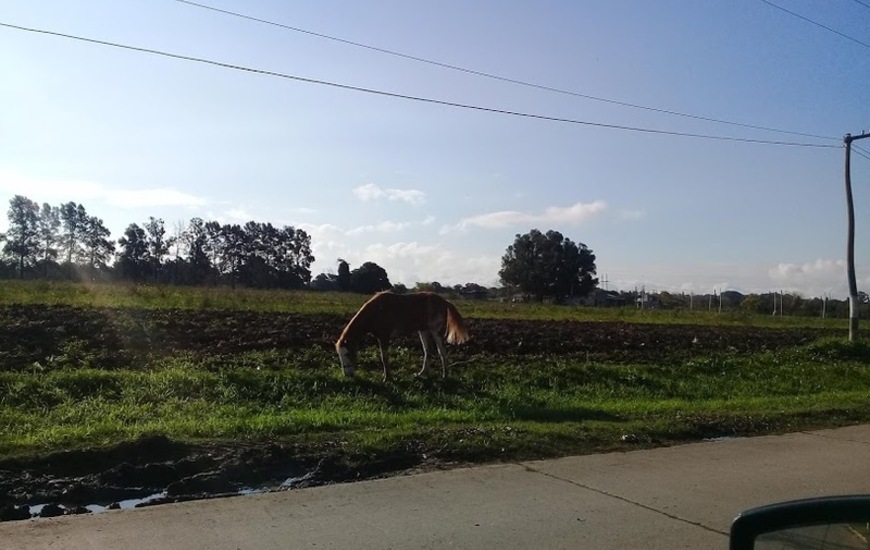Imagen de Otra vez: Caballo suelto en el camino al Rowing