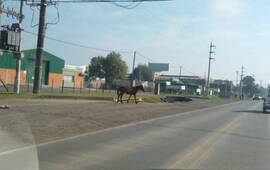 Imagen de Caballo suelto cruzando la ruta