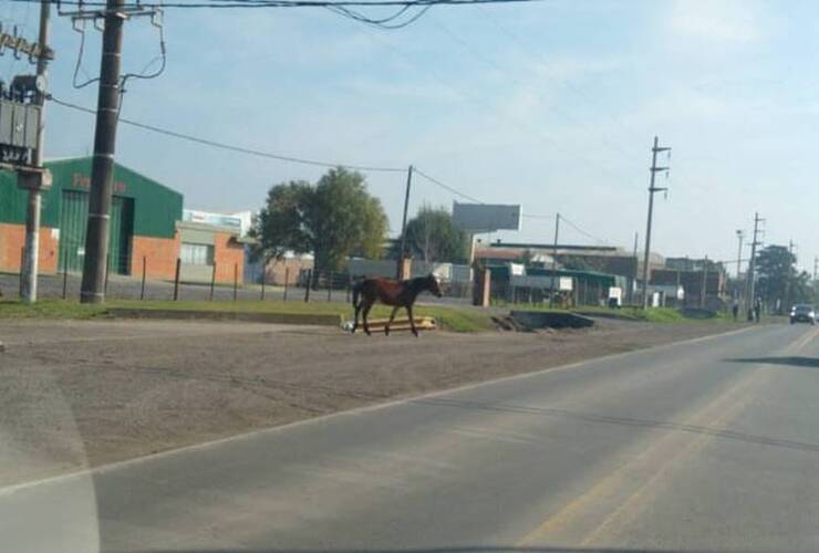 Imagen de Caballo suelto cruzando la ruta