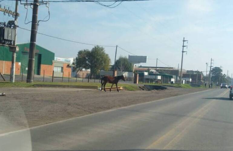 Imagen de Caballo suelto cruzando la ruta