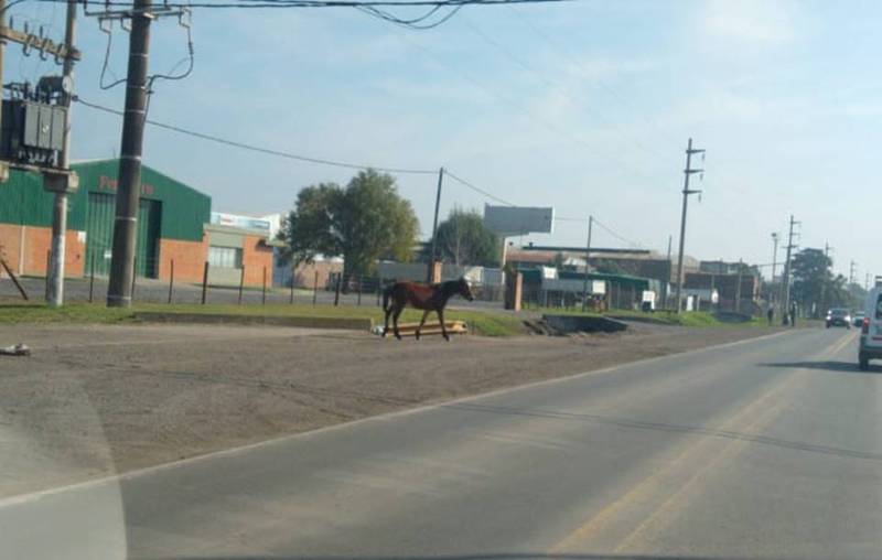 Imagen de Caballo suelto cruzando la ruta