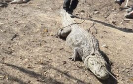 Imagen de Encontraron un yacaré en la costa de Alvear