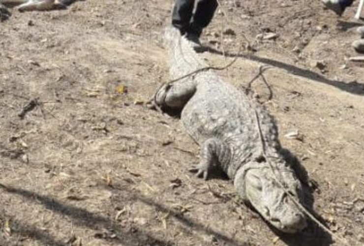 Imagen de Encontraron un yacaré en la costa de Alvear