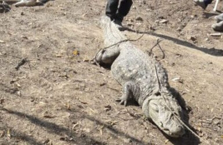 Imagen de Encontraron un yacaré en la costa de Alvear